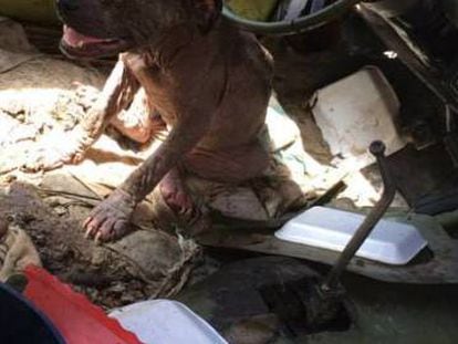An abandoned pitbull found in a car in Aguascalientes in 2015.