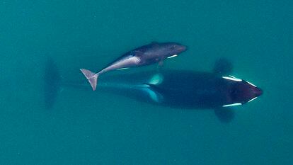 Adult female Southern Resident killer whale (J16) swimming with her calf (J50).