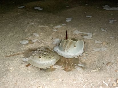 Atlantic horseshoe crabs in Yucatán, Mexico.
