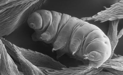 A tardigrade, or water bear, a microscopic being capable of surviving nearly everything.