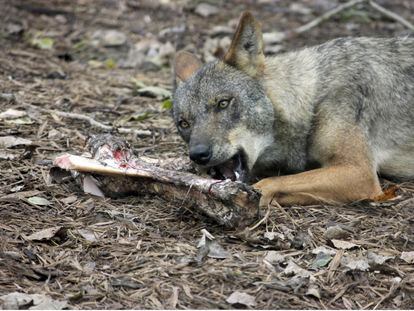 Thanks to AI techniques, researchers identified that humans accessed the meat of their prey first, while wolves consumed the remains later.
