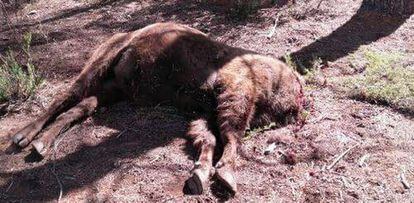 The bison named Saurón, which appeared decapitated on Friday.