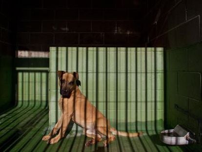Convicted animal abusers face three months to a year in prison.