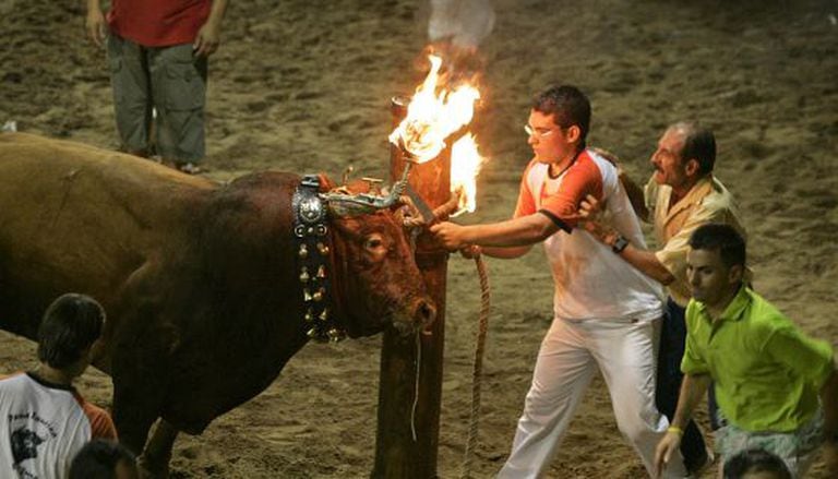 A "bou embolat" in a Valencian municipality.
