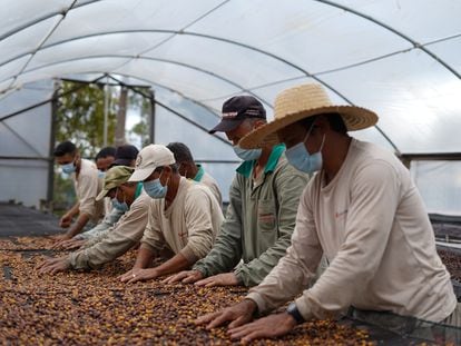 Producers work with coffee seeds in Brazil.