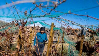 Cecilia Micaela Cruz walks through Los Caracoles vineyard, at 12,000 feet above sea level, in Chile
