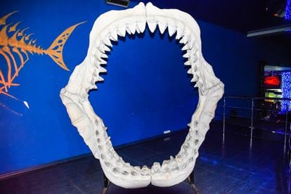 Megalodon shark jaws. 