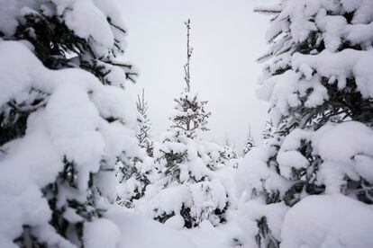 Snow covers spruces at a Christmas tree farm near Avinurme, eastern Estonia, Saturday, Dec. 9, 2023. Christmas trees started appearing in Central Europe and the Baltic States, including Estonia, as early as the Middle Ages and have now become traditional across much of the world. (AP Photo/Pavel Golovkin)