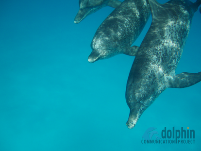 A sociable adult male dolphin born in Bimini (right) swims peacefully with an adult male from White Sand Ridge (center).