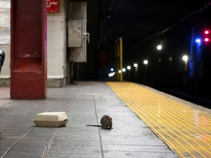 A rat in Herald Square subway station in New York.