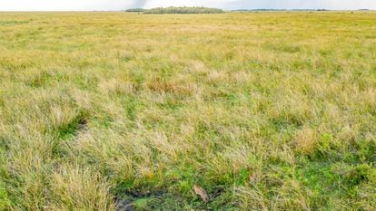 Jaguars, a keystone species, are reintroduced to the Iberá wetlands