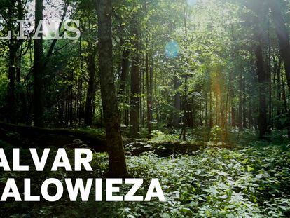Saving Bialowieza from logging (Spanish and English audio).