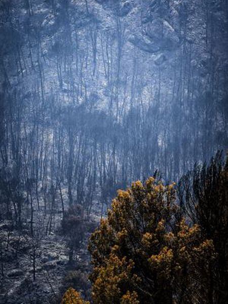 The Sa Coma Freda valley after the wildfire had passed through.