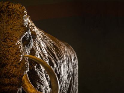 A model mammoth in the 'Mammoth. The giant of the Ice Age' exhibition, at Madrid's CaixaForum.