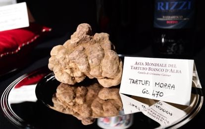 A white truffle from the Italian Piedmont, one of the world’s most sought-after and expensive culinary treasures.