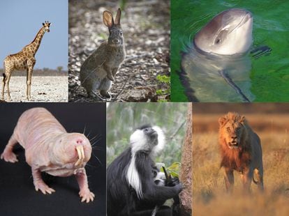 Scientists compared 16 species of mammals of various sizes and life expectancies.