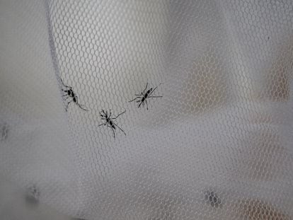 Mosquitoes in a research center in Buenos Aires, in May 2023.