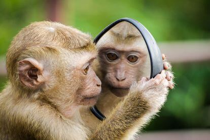 Some researchers believe the way to tell if a species is self-aware is whether they recognize themselves in a mirror.