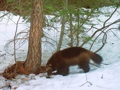 This photo provided by the California Department of Fish and Wildlife from a remote camera set by biologist Chris Stermer, shows a wolverine in the Tahoe National Forest near Truckee, Calif., on Feb. 27, 2016.