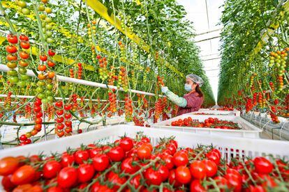 Harvesting tomatoes in a smart greenhouse in the Chinese city of Zhangye in December.