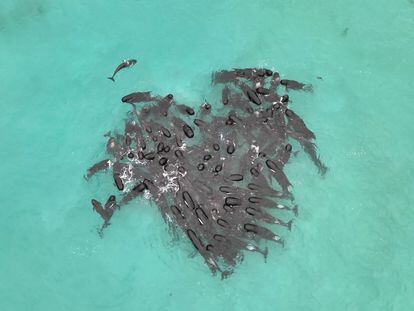 A handout photo made available by Western Australia's state Department of Biodiversity, Conservation and Attractions shows a pod of whales swimming off the West Australian coast forming a heart shape in the water before stranding themselves on a remote beach in Western Australia, Australia, 25 July 2023 (issued 26 July 2023).