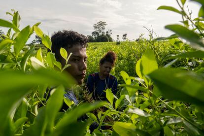 Jennifer and her 22-year-old husband picking coca leaves in a field in Tibú.
