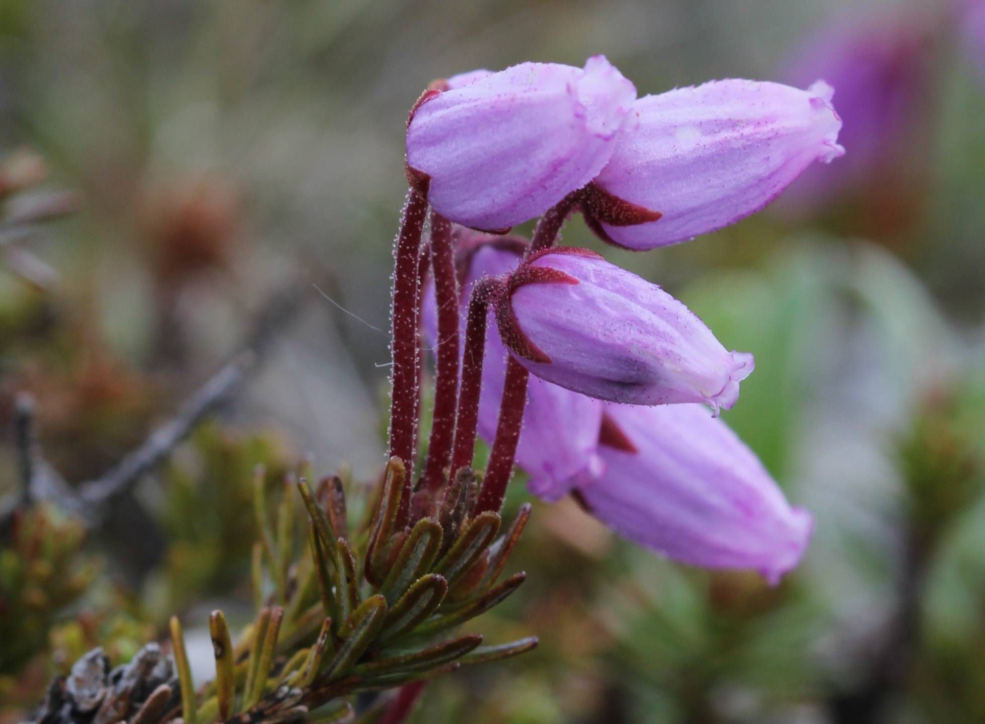 biodiversity-two-generations-of-botanists-end-titanic-task-describing