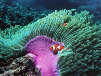 Clownfish form pairs that live together for years in symbiosis with an anemone.