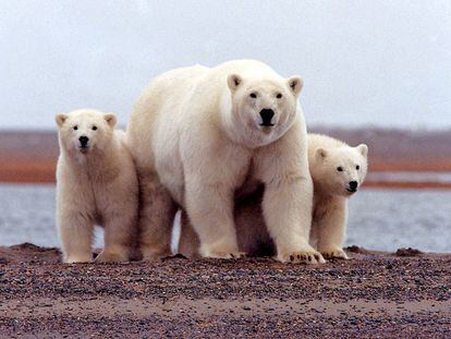 A family of polar bears on the shore of the Arctic National Wildlife Refuge in Alaska.