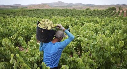 The grape harvest in Spain's leading wine producing region, La Rioja.