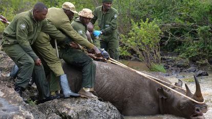Kenya Wildlife Service rangers and capture team pull out a sedated black rhino from the water in Nairobi National Park, Kenya, Jan. 16, 2024.