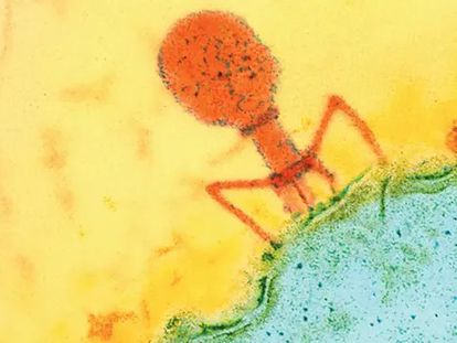 A bacteriophage under a microscope.