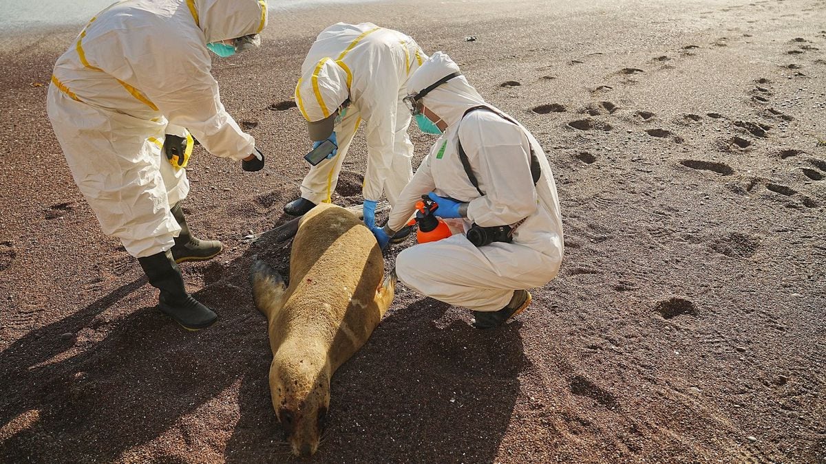 Mass death of sea lions from bird flu suggests virus may be spreading  between mammals in the wild | Science & Tech | EL PAÍS English Edition