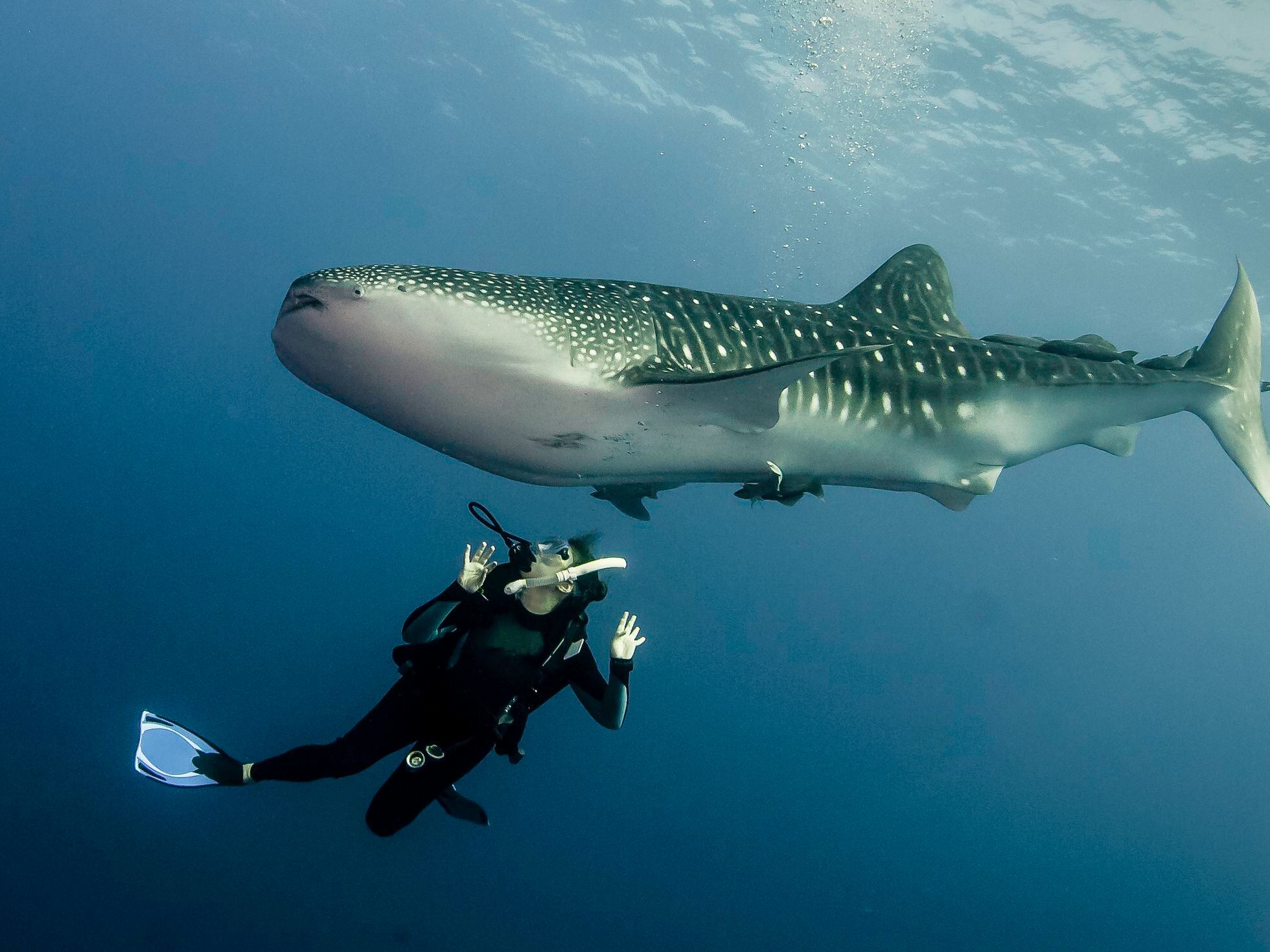 Misguided ecotourism may lead to changes in whale shark behavior, Science