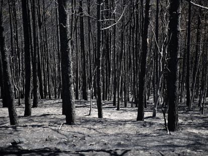 Burned trees in the Greek region of Evros this Monday.