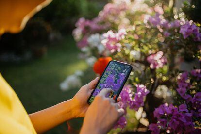 A study carried out in Ireland shows that no app to identify plants through photos is 100% reliable.