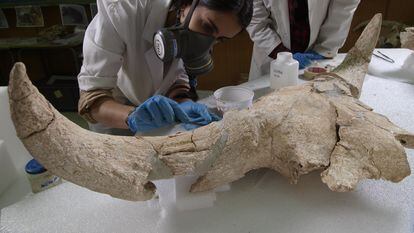 Researchers analyzing skulls found at archeological sites in Pinilla del Valle, Madrid.