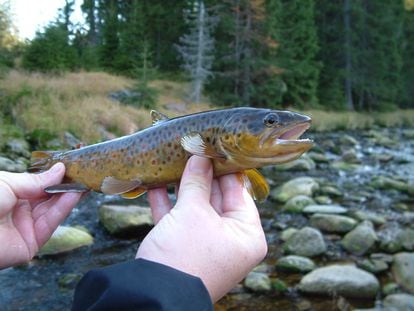 A brown trout native to the rivers of the Czech Republic that formed part of the experiment with synthetic drugs.