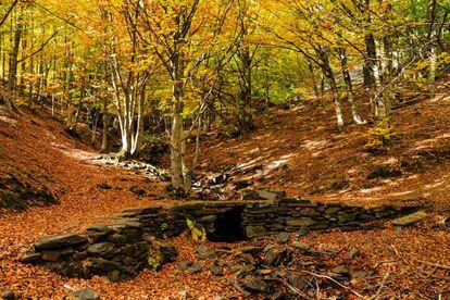 Fall paints the landscape of the Ayllón massif between Segovia and Guadalajara, where beech trees mingle with yew trees. Against the odds, this forest has survived the hot dry Guadalajara climate as though a woodland spell is at work.