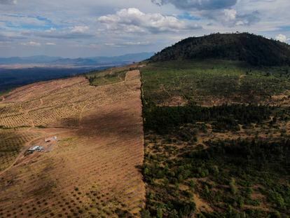 An area deforested for the cultivation of avocados in the town of Zacapu (Michoacán), in January 2022.