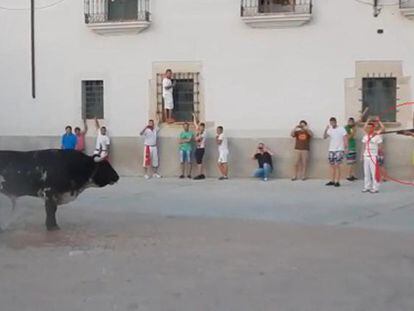 Video: Bull Guapetón is shot in Coria. Warning: you may find the images disturbing.