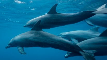 A group of bottlenose dolphins in the Indian Ocean.