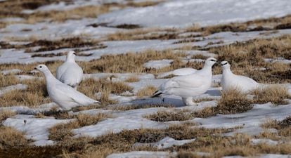 Snow partridges in the Pyrenees. In the absence of snow, their white color gives them away to predators.