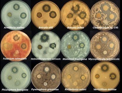 The clear spots on each fungal culture indicate the presence of solanimycin working effectively against some of the most harmful plant pathogens.
