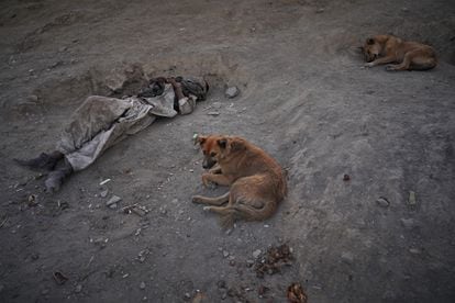 Un joven dormita junto a dos perros -también suelen consumir droga- en la colina de Sarai Shamali de Kabul. 