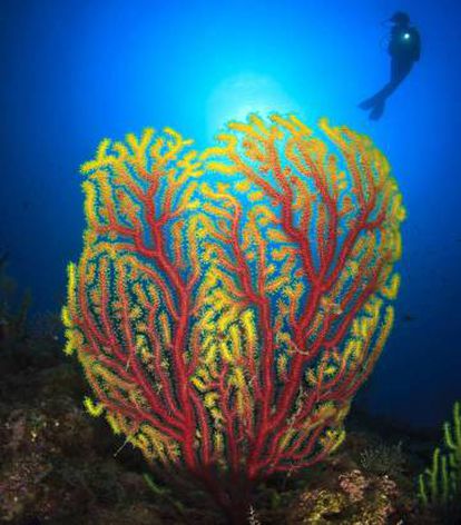 A reef beneath Medes Islands
