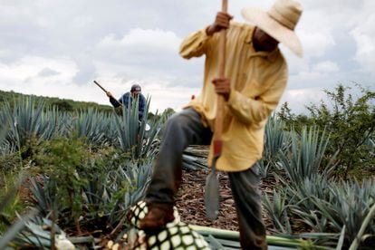 Two jimadors harvest blue agave in a plantation in Tepatitlán, in Mexico’s Jalisco State (Mexico).