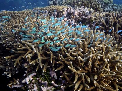 A school of fish swim above corals on Moore Reef in Gunggandji Sea Country off the coast of Queensland in eastern Australia on Nov. 13, 2022.
