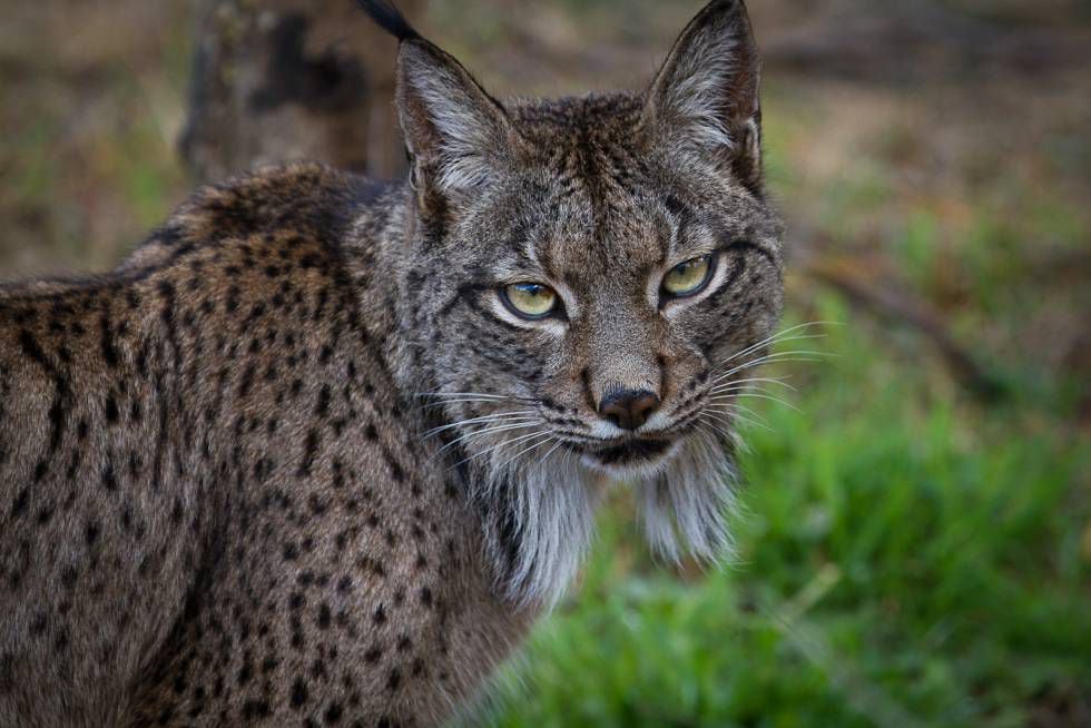 Spain’s Iberian lynx population soars to 1,000, but species remains