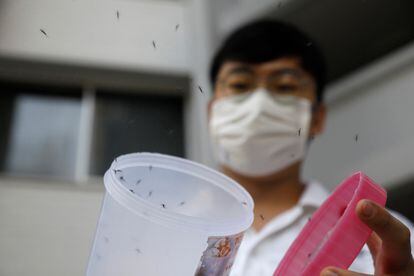 Male Wolbachia infected Aedes aegypti mosquitos are released at a public housing estate test site in Singapore August 27, 2020. 